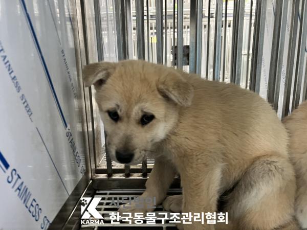 한국동물구조관리협회_441409202500543